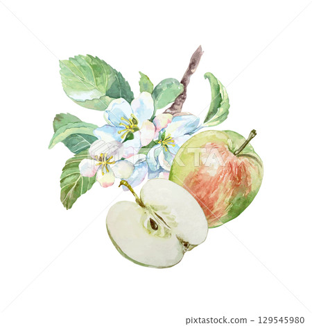 Apples watercolor. Juicy and fresh fruits whole, half and blossom. Hand drawn clip art isolated for food, cosmetic packaging and menu design. Poster for the holiday and harvest festival. 129545980