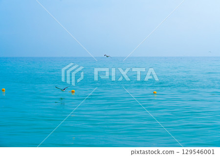 Seagull flies low over the water. Flying low over the lake. Seagull flies low over the water. Flying low over the lake. 129546001