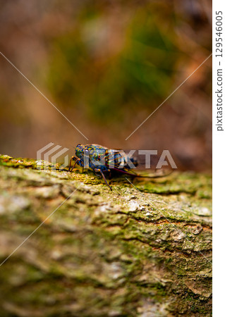 A cicada sits on a tree on hot summer day, closeup shot. Slow motion. Korea 129546005