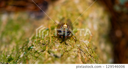 A cicada sits on a tree on hot summer day, closeup shot. Slow motion. Korea 129546006