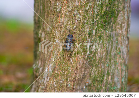 A cicada sits on a tree on hot summer day, closeup shot. Slow motion. Korea 129546007