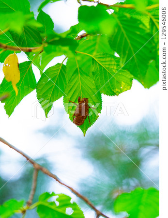 Closeup Insect cicada moult on the big tree in the forest Closeup Insect cicada moult on the big tree in the forest 129546008