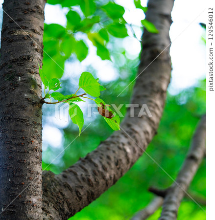 Closeup Insect cicada moult on the big tree in the forest 129546012