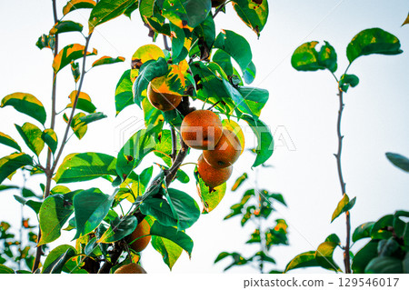 Asian nashi pears on a tree in bright summer sunlight at a home garden. Pyrus pyrifolia Asian nashi pears on a tree in bright summer sunlight at a home garden. Pyrus pyrifolia 129546017