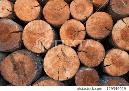 Closeup of logs of trees in nature. a lot of cutted logs. Closeup of logs of trees in nature. a lot of cutted logs. 129546019