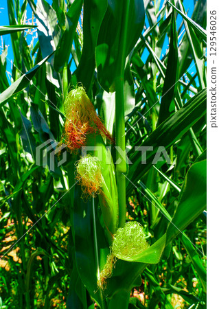 Golden hour sunset over lush green corn field in the tranquil rural countryside 129546026