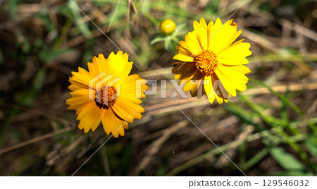 Yellow wild flowers. Lanceleaf Coreopsis flowers.  129546032