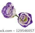 Close-up of two purple-edged lisianthus flowers Close-up of two purple-edged lisianthus flowers 129546057