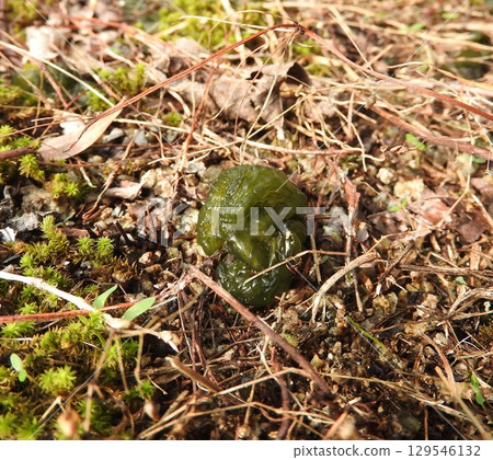 星光水母，一種生命力和繁殖力極強的陸生藍藻 129546132