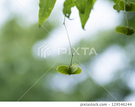 風鈴草的綠色果實 129546244