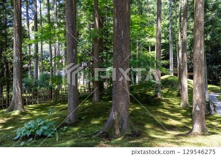 石川縣小松市苔蘚村的森林浴 129546275