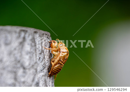 Cicada shell 129546294