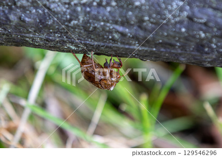 Cicada shell 129546296