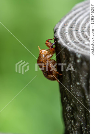 Cicada shell Cicada shell 129546297