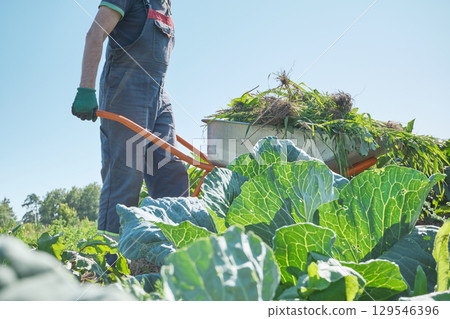 Faceless farmer pushes wheelbarrow with weeds surrounded by cabbages in vegetable garden Faceless farmer pushes wheelbarrow with weeds surrounded by cabbages in vegetable garden 129546396