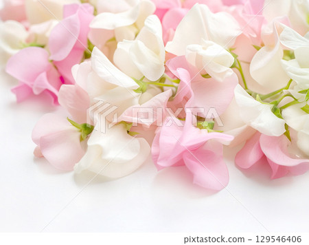 Sweet pea flowers 129546406