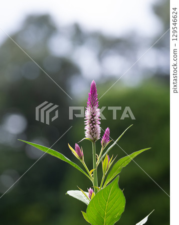 粉紅色和白色的圓錐花序 粉紅色和白色的圓錐花序 129546624