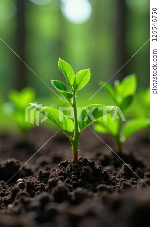 Young plant growing in sunlight, concept of new life and growth 129546750