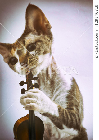 Kitten of the breed Devon Rex with violin Kitten of the breed Devon Rex with violin 129546819