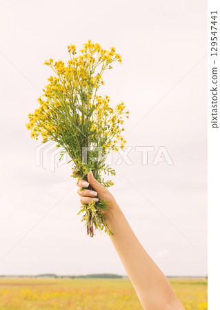 Hand Holding Yellow Wildflowers Against Sky Hand Holding Yellow Wildflowers Against Sky 129547441