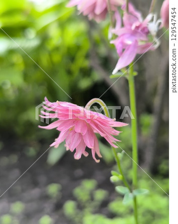 Pink Aquilegia blossoms bloomed in the garden, Aquilegia spring blooms 129547454