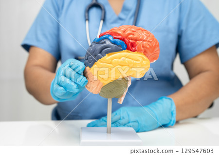 Asian doctor holding brain anatomy model for study diagnosis and treatment in hospital. 129547603