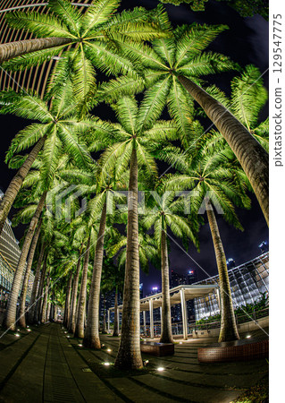 新加坡濱海灣長廊的夜景 129547775