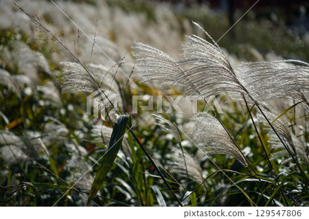 Japanese silver grass colonies in Shin-Yokohama 129547806