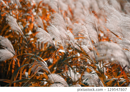 Autumn leaves of silver grass in Shin-Yokohama 129547807