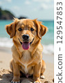 Happy dog sitting on the beach enjoying summer vacation 129547853