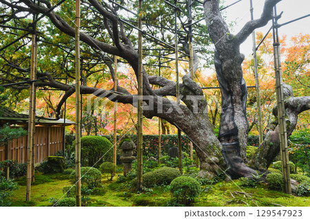 Ohara Hosen-in Temple Goyomatsu (Five-needle pine) Sakyo Ward, Kyoto City, Kyoto Prefecture Ohara Hosen-in Temple Goyomatsu (Five-needle pine) Sakyo Ward, Kyoto City, Kyoto Prefecture 129547923