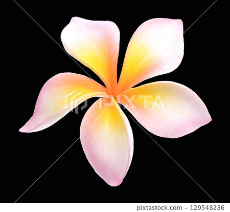 white pink color Plumeria flower isolated on black background. white pink color Plumeria flower isolated on black background. 129548286