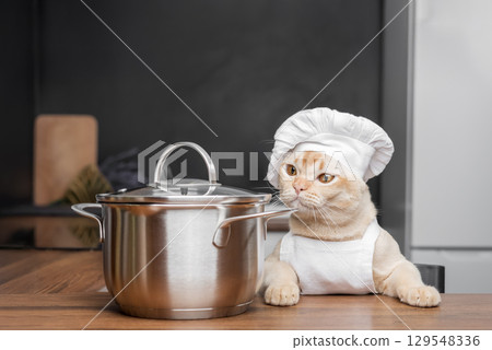Burmese cat dressed as a chef with a saucepan in the kitchen. 129548336