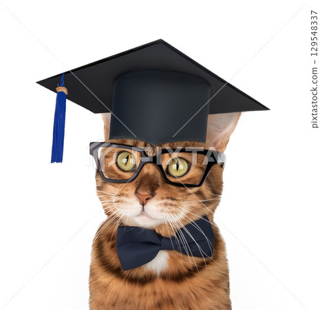 A straight-A Bengal cat with glasses, a bow tie and a graduation cap 129548337