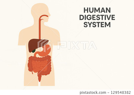 人體消化系統的圖示 129548382