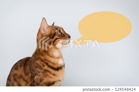 Bengal cat with speech bubble on blue background 129548424