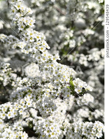 Beautiful flowers on a branch bloom in spring, delicate white Spiraea cinerea Grefsheim color 129548439