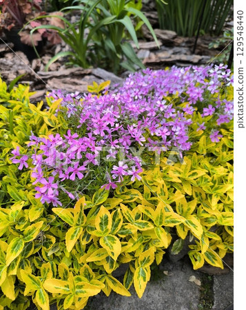 Ornamental plants in the garden, birchbark and phlox with young leaves and flowers 129548440