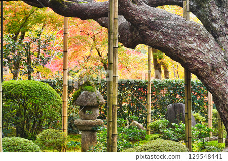 Ohara Hosen-in Temple Goyomatsu (Five-needle pine) Sakyo Ward, Kyoto City, Kyoto Prefecture Ohara Hosen-in Temple Goyomatsu (Five-needle pine) Sakyo Ward, Kyoto City, Kyoto Prefecture 129548441
