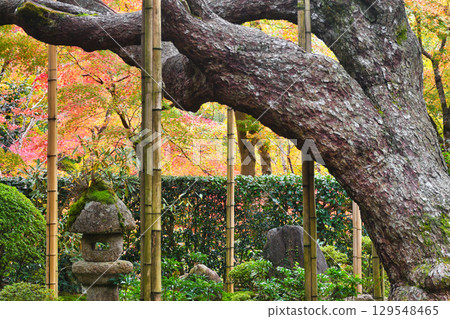 Ohara Hosen-in Temple Goyomatsu (Five-needle pine) Sakyo Ward, Kyoto City, Kyoto Prefecture 129548465