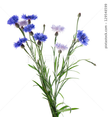 Blue Cornflower isolated on white background. Centaurea cyanus or bachelor's button flowers. Blue Cornflower isolated on white background. Centaurea cyanus or bachelor's button flowers. 129548599