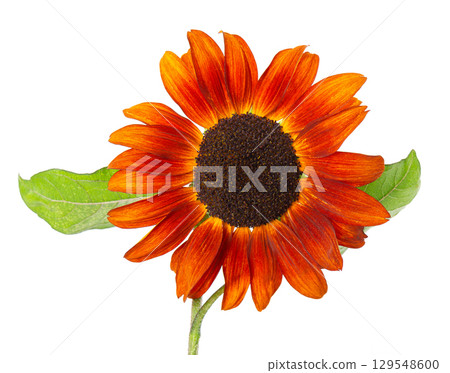 Red sunflower with green leaves, isolated on white background. Decorative sunflower flower. Clipping path. Red sunflower with green leaves, isolated on white background. Decorative sunflower flower. Clipping path. 129548600