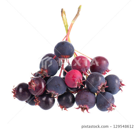 Serviceberry isolated on white background. Saskatoon, amelanchier, shadbush, juneberry, irga or sugarplum ripe berries. Serviceberry isolated on white background. Saskatoon, amelanchier, shadbush, juneberry, irga or sugarplum ripe berries. 129548612