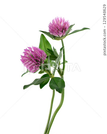 Clover flowers isolated on white background. Pink clover on a stem with green leaves. Medicinal herb. Clover flowers isolated on white background. Pink clover on a stem with green leaves. Medicinal herb. 129548629