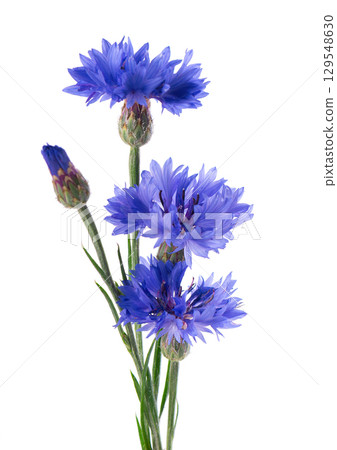 Blue Cornflower isolated on white background. Centaurea cyanus or bachelor's button flowers. Blue Cornflower isolated on white background. Centaurea cyanus or bachelor's button flowers. 129548630