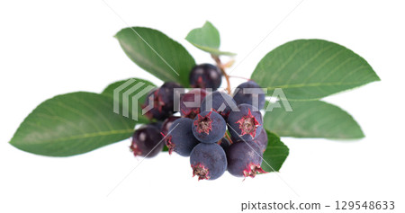 Serviceberry with green leaves isolated on white background. Saskatoon, amelanchier, shadbush, juneberry, irga or sugarplum ripe berries. 129548633