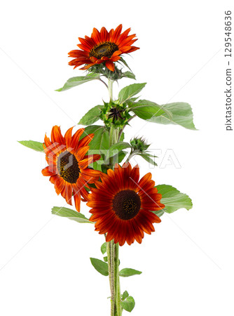 Red sunflower with green leaves, isolated on white background. Decorative sunflower flower. Clipping path. Red sunflower with green leaves, isolated on white background. Decorative sunflower flower. Clipping path. 129548636