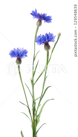 Blue Cornflower isolated on white background. Centaurea cyanus or bachelor's button flowers. 129548639