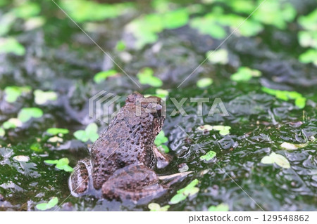 Frog at the water's edge 129548862
