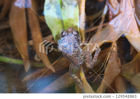 青蛙在水邊 青蛙在水邊 129548863
